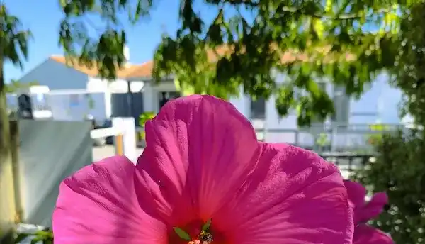 Fleurs camping Aux Portes du Gois à La Barre-de-Monts